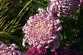 Groups of pink chrysanthemum flowers blossom in sunny day Royalty Free Stock Photo