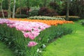 Groups with pink and orange tulips in the keukenhof gardens in holland