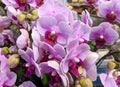 Groups of pink phalaenopsis blossoms Royalty Free Stock Photo