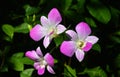 Groups of pink phalaenopsis blossoms with yellow stamens Royalty Free Stock Photo