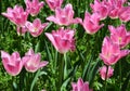 Groups of pink tulips blossoms