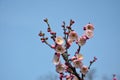 Groups of plum blossoms on the branch Royalty Free Stock Photo