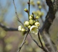 Groups of plum buds on the branch of a tree Royalty Free Stock Photo