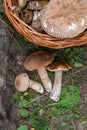 Groups of porcini mushrooms Boletus edulis, cep, penny bun, por