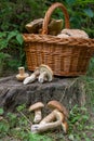 Groups of porcini mushrooms Boletus edulis, cep, penny bun, por