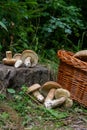 Groups of porcini mushrooms Boletus edulis, cep, penny bun, por