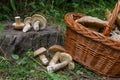 Groups of porcini mushrooms Boletus edulis, cep, penny bun, porcino or king bolete and wicker basket on natural wooden