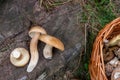 Groups of porcini mushrooms Boletus edulis, cep, penny bun, porcino or king bolete and wicker basket on natural wooden