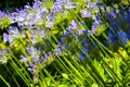 Groups of purple agapanthus lit by the sun in the garden of balbianello villa Royalty Free Stock Photo