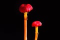 Groups of red cup fungi with lighting Royalty Free Stock Photo