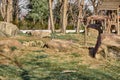 Groups of ring-tailed Lemurs in their natural life Royalty Free Stock Photo