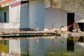 Groups of ring-tailed Lemurs and their reflection on small pond in a Zoo.