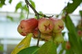 Groups of Semi ripe wax apple on the tree in summer