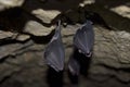 Groups of sleeping bats in cave Royalty Free Stock Photo