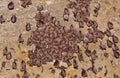 Groups of sleeping bats in cave