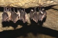 Groups of sleeping bats in cave - Lesser mouse-eared bat Myotis blythii and Rhinolophus hipposideros - Lesser Horseshoe Bat