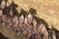 Groups of sleeping bats in cave - Lesser mouse-eared bat Myotis blythii and Rhinolophus hipposideros - Lesser Horseshoe Bat Royalty Free Stock Photo