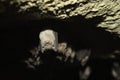 Groups of sleeping bats in cave - Lesser mouse-eared bat Myotis blythii and Rhinolophus hipposideros - Lesser Horseshoe Bat Royalty Free Stock Photo