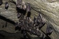 Groups of sleeping bats in cave - Lesser mouse-eared bat Myotis blythii and Rhinolophus hipposideros - Lesser Horseshoe Bat Royalty Free Stock Photo