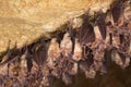 Groups of sleeping bats in cave - Lesser mouse-eared bat Myotis blythii and Rhinolophus hipposideros Royalty Free Stock Photo