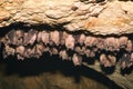 Groups of sleeping bats in cave