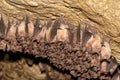 Groups of sleeping bats in cave - Lesser mouse-eared bat Myotis blythii and Rhinolophus hipposideros - Lesser Horseshoe Bat. Royalty Free Stock Photo