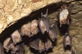 Groups of sleeping bats in cave - Lesser mouse-eared bat Myotis blythii and Rhinolophus hipposideros - Lesser Horseshoe Bat.