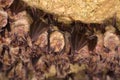 Groups of sleeping bats in cave Royalty Free Stock Photo
