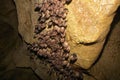 Groups of sleeping bats in cave - Lesser mouse-eared bat Myotis blythii and Rhinolophus hipposideros - Lesser Horseshoe Bat. Royalty Free Stock Photo