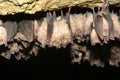 Groups of sleeping bats in cave - Lesser mouse-eared bat Myotis blythii and Rhinolophus hipposideros - Lesser Horseshoe Bat. Royalty Free Stock Photo