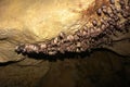 Groups of sleeping bats in cave Royalty Free Stock Photo