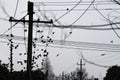 Sparrows resting on a telephone pole Royalty Free Stock Photo