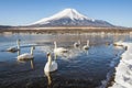 Fuji Mountain and White Swans in Winter at Yamanakako Lake, Japan Royalty Free Stock Photo