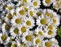 Groups of white chrysanthemum flowers blossoms in sunny day Royalty Free Stock Photo