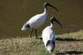 Australian Birds