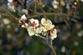 Groups of white plum blossoms on the branch Royalty Free Stock Photo