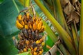 Groups of woodpeckers feeding on banana tree. Hoffmann`s woodpecker Melanerpes hoffmannii, in the nature habitat, bird behaviour.