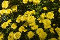 Groups of yellow chrysanthemum flowers blossoms on the ground Royalty Free Stock Photo