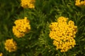 Groups of yellow flowers on a bush