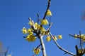 groups of yellow winter sweet flowers blossoms on a branch Royalty Free Stock Photo