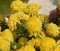 Groups of yellows chrysanthemum flowers blossoms in the garden Royalty Free Stock Photo