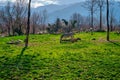 Groups of zebras on green grass together with huge mountain Royalty Free Stock Photo