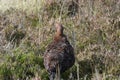 Grouse bird in the heath