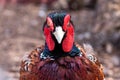 grouse bright color portrait color brown with white black Royalty Free Stock Photo