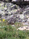 Grouse Camouflauged Royalty Free Stock Photo
