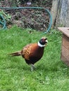 Grouse colourful bird, garden famous, English