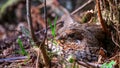 Grouse. A female grouse in a nest in the woods, incubating her eggs Royalty Free Stock Photo