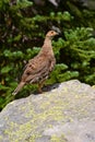 Grouse, female on a rock