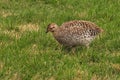 A grouse forages among the tombstones at The Little Bighorn Cemetery. Royalty Free Stock Photo