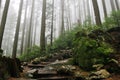 Grouse Grind Hiking Trails Royalty Free Stock Photo